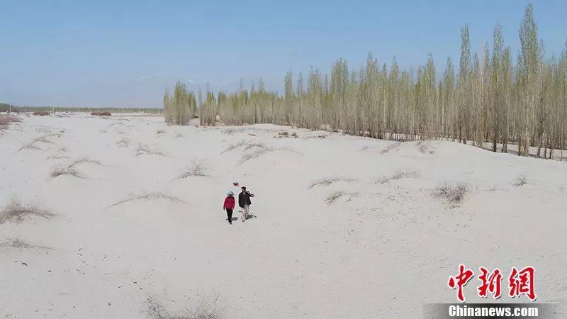 活人不能让沙子欺负！新疆一对夫妇35年种树80万棵