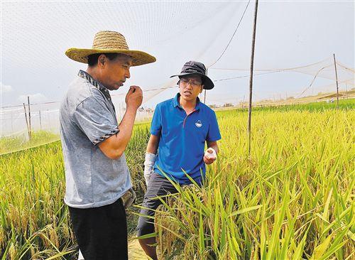 超级稻造福人类：截至2018年底全国累计推广应用14.8亿亩
