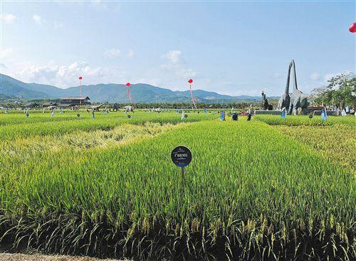 超级稻造福人类：截至2018年底全国累计推广应用14.8亿亩