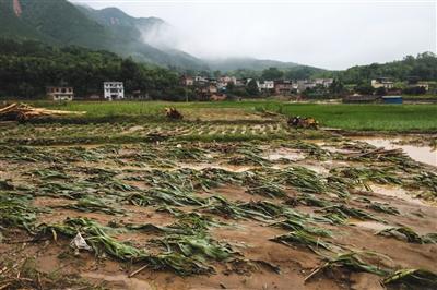 昨日，全州县井门前村，农田被毁。