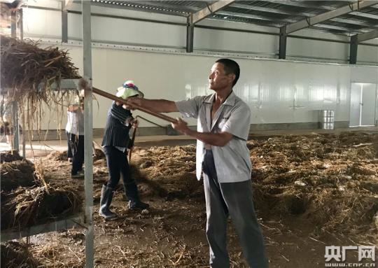 安徽望江太慈镇：草菇种植+光伏发电 打造扶贫主战场