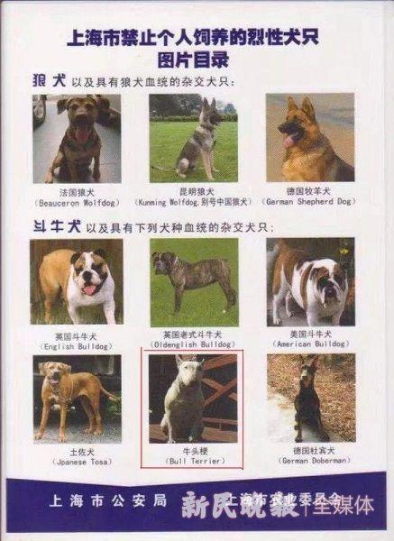 图说:上海禁止个人饲养包括牛头梗在内的烈性犬只 季晟祯 摄(下同)
