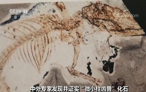 中国发现迄今最早有完整舌骨的原始哺乳动物化石