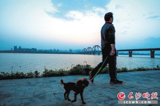 　　在湘江风光带上，一位市民正在遛狗。