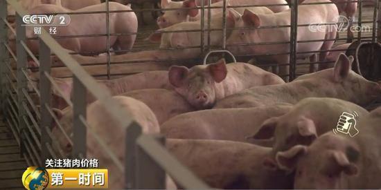 支持养猪！又一个国家部门出大招 猪肉价格啥时候能稳