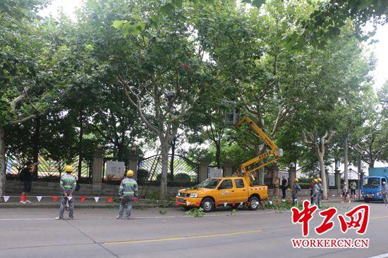 “城市理发师”杨飞飞：为了那5万棵行道树的风景
