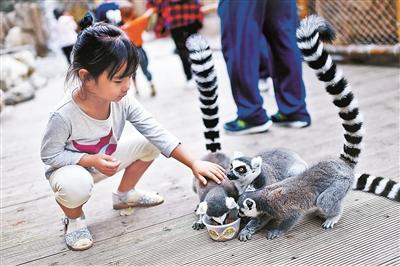 北京野生动物园邀游客为小动物制作专属月饼