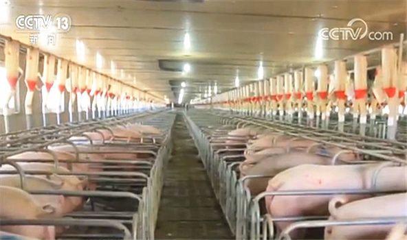 农业农村部：国庆期间生猪价格将总体保持稳定