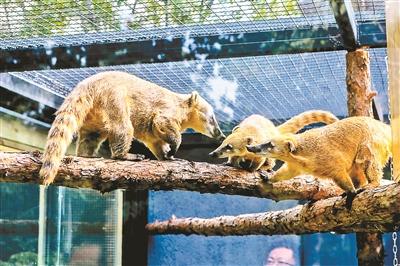 北京动物园小型食肉动物搬“新家”