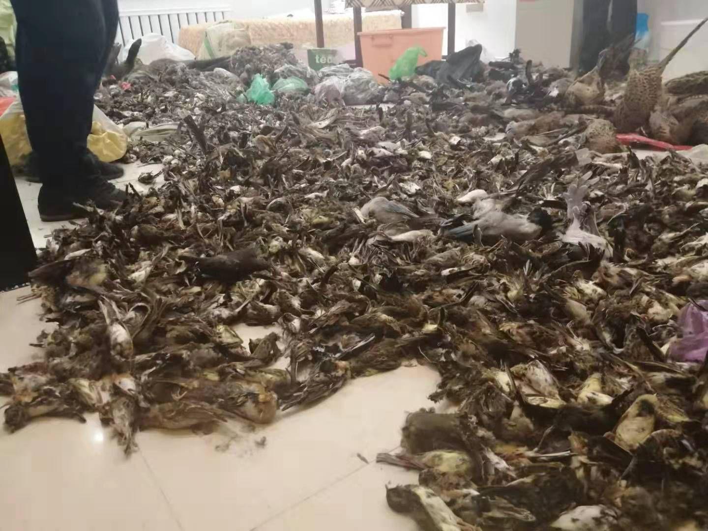 黑龙江一特产店藏7000余只野生动物 警方立案调查