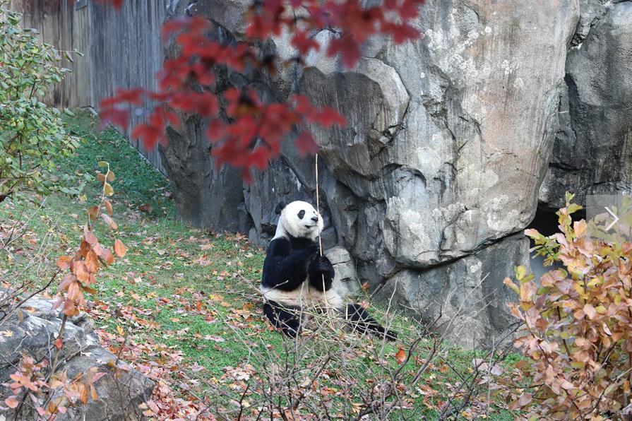 旅美熊猫贝贝回国 美国粉丝：我们会很想念贝贝 熊猫外交请继续
