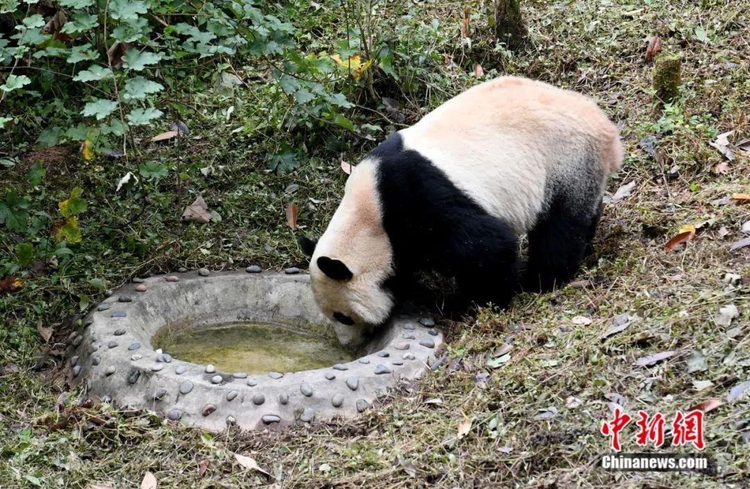 你的熊猫宝宝从美国快递回来了，它能听懂中文吗？