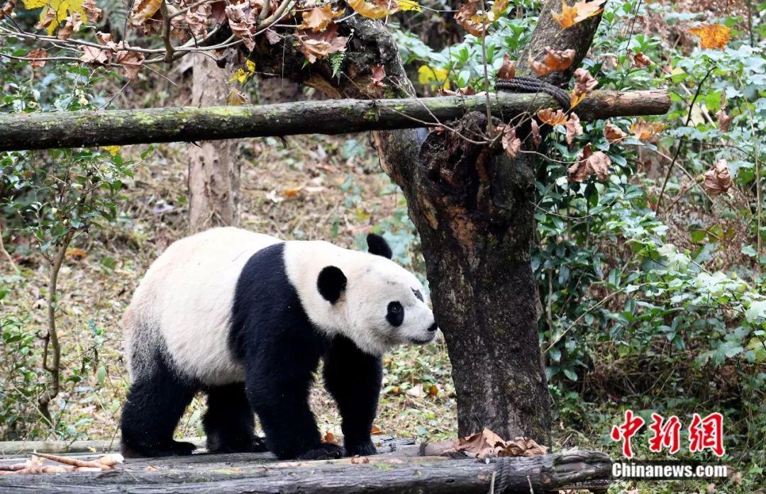 你的熊猫宝宝从美国快递回来了，它能听懂中文吗？