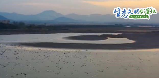 6万多只候鸟飞抵网湖湿地 首次发现白头鹤