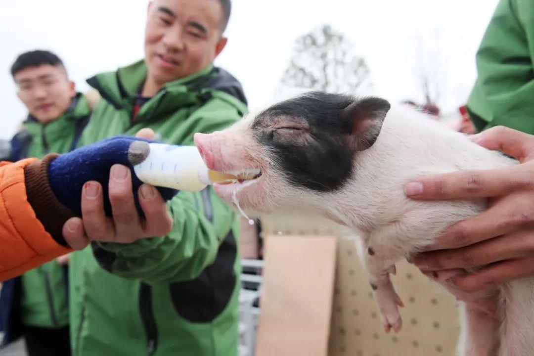 楼上养猪、投放冻肉…为了大口吃肉，中国接连出手