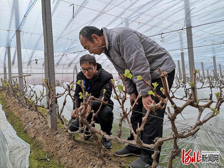 河北饶阳：贫困户成了葡萄种植土专家