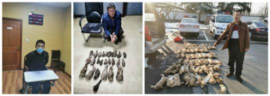 跨地区非法收购出售珍贵濒危野生动物 8名嫌犯被抓