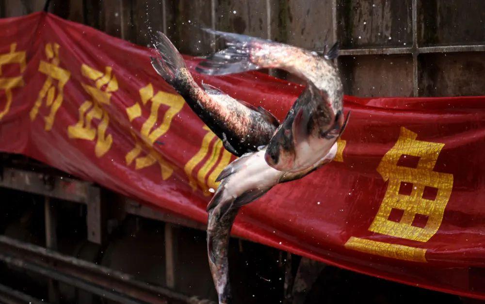 武汉市民喜欢吃活鱼 20万斤来了