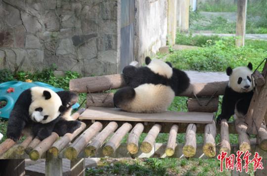 喜迎38岁生日 圈养大熊猫“新星”冲刺长寿纪录