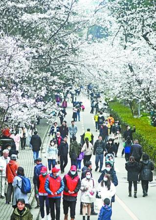 武汉大学樱花盛放迎客 本周末“医护专场”1.3万人已预约