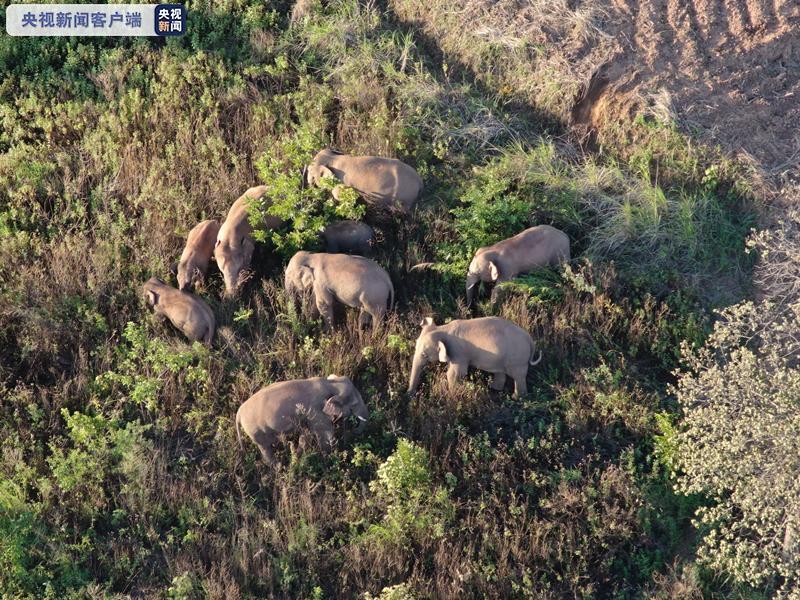 云南野象群重回易门 独象距离象群24.6公里