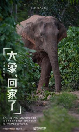 云南亚洲象群“回家”