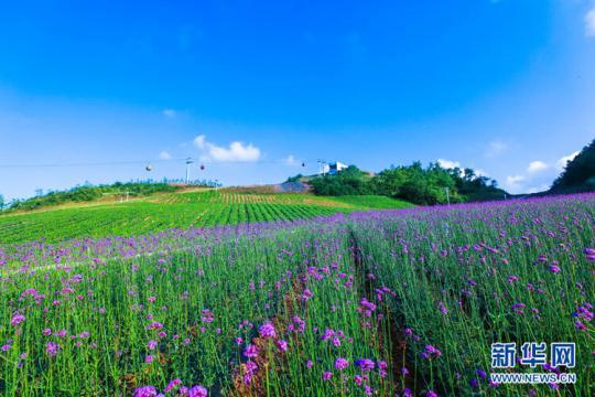 走进乡村看小康丨“鄂西屋脊”绿葱坡打造高山运动休闲小镇