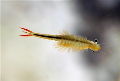 2亿年！鹿溪河生态区发现古老物种“仙女虾”