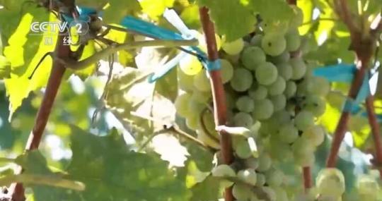 乡村振兴看一线 | 山东蓬莱：8万亩酿酒葡萄丰收 小葡萄串起大产业