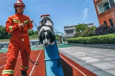汶川地震最后一只搜救犬走了：它挽救13条生命