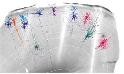 美国“脑计划”取得重大进展哺乳动物大脑运动区域有详图可研究