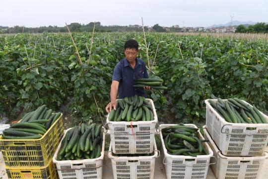 富华全媒 |安心！“南菜园子”今年冬天蔬菜水果生产量还需要增