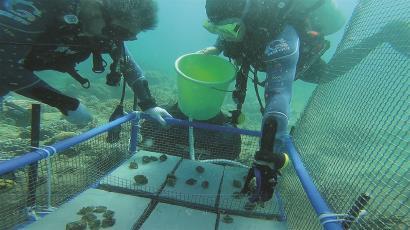 让南海海洋热带雨林斑斓多彩这种情况并非海南附近海域独有