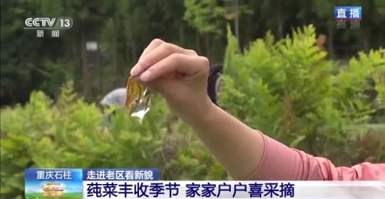 走进老区看新貌丨小莼菜大收益 带动重庆石柱百姓幸福生活