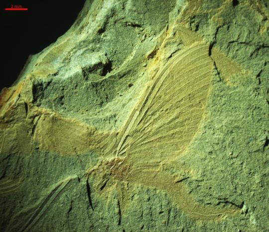 科学家发现1.8亿年前蜉蝣“飞行婚礼”化石