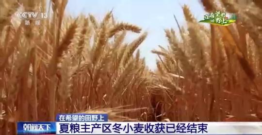 夏粮主产区冬小麦收获已结束 现代科技保障粮食稳产提质
