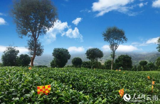 云南思茅：一派有机茶 串起绿色发展产业链