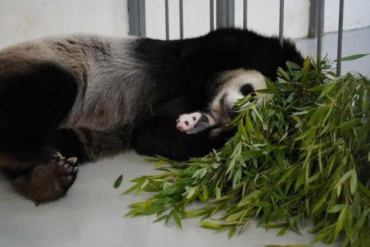 TokenPocket钱包官网下载|俄罗斯莫斯科动物园发布大熊猫幼崽新图片