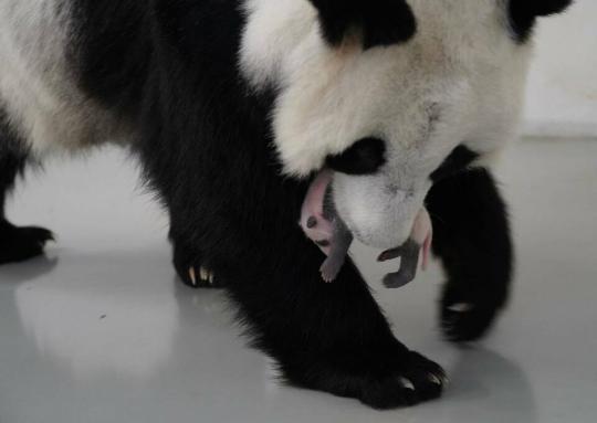 俄罗斯莫斯科动物园发布大熊猫幼崽新图片