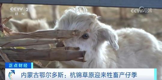 　　早春时节，杭锦旗锡尼镇牧民曹再平家的棚圈里，一只只新生的小羊羔四处撒欢，在他的精心照料下，母羊膘肥体壮，羔羊健康活跃。