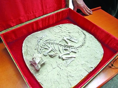 化石藏品难住古生物专家 西伯利亚野牛角难辨识