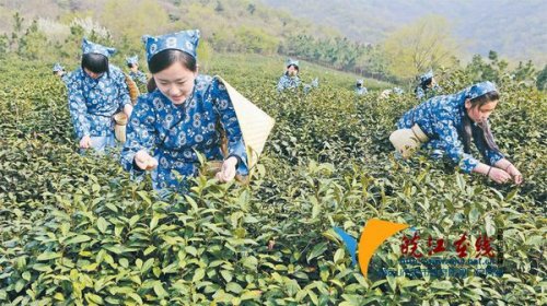 安徽含山县首届2014采茶旅游月活动启动(图)