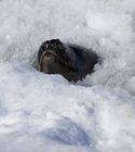 南极海豹破冰而出