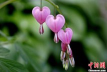 大自然也浪漫――"心形"花朵