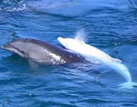 日本残酷捕海豚 母海豚疑因与宝宝分离自杀