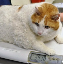 美国兽医为18公斤重肥猫减肥