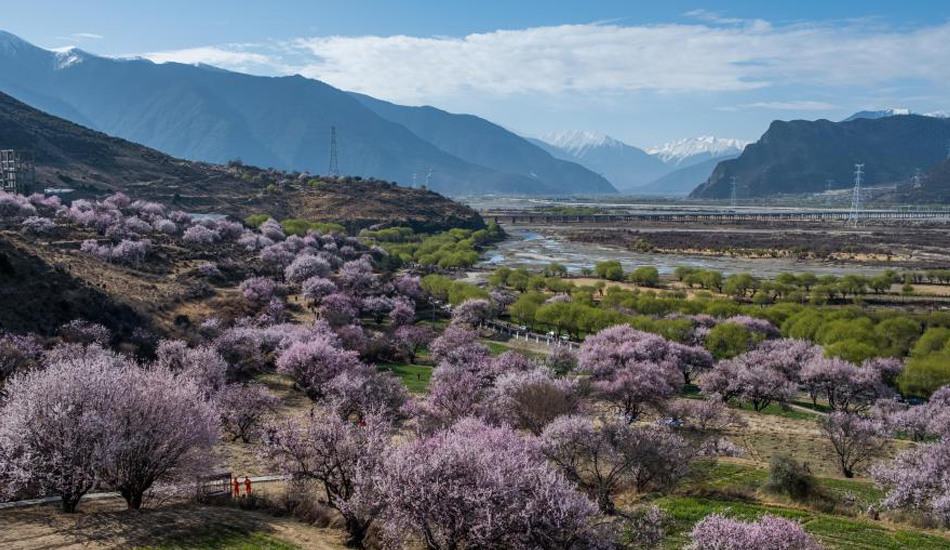 西藏“江南”桃花盛开