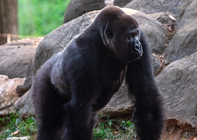动物园内猩猩感染新冠病毒