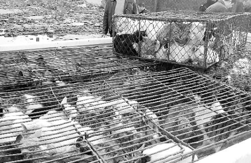 团伙抓数百野猫供销餐饮业 农林部门解救(图)