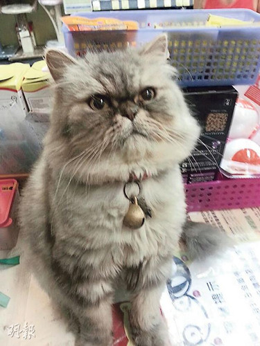香港宠物店猫店长被盗老板称其多病吁归还-